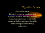 Digestive System - the Health Science Program