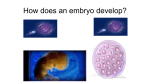 Embryo - Manhasset Schools