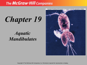 Chapter 19-Aquatic Mandibulates