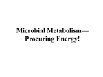 Microbial Metabolism glycolysis Kreb`s cycle (TCA or citric acid cycle