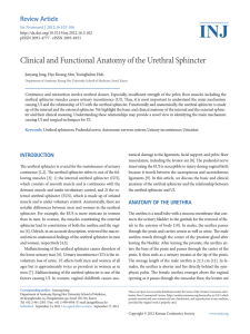 Clinical and Functional Anatomy of the Urethral Sphincter