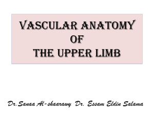 14-2015-16 Vascular anatomy of the upper limb