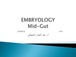EMBRYOLOGY Mid-Gut