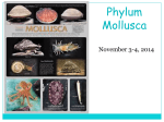 Phylum Mollusca