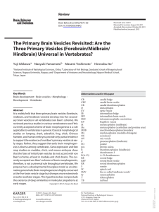 The Primary Brain Vesicles Revisited: Are the Three