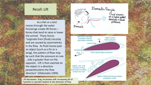 indirect flight muscles