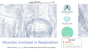 2-Muscles involved in Respiration2017-02-13 10