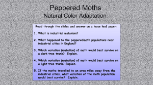 Peppered Moths