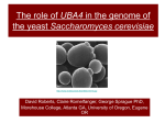 The role of UBA4 in the genome of the yeast Saccharomyces