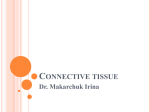 Loose connective tissue