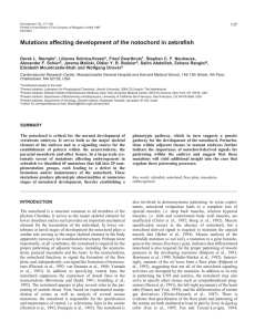Mutations affecting development of the notochord in zebrafish