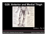 Anterior and Medial Thigh