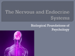 Unit 2 – The Nervous and Endocrine Systems
