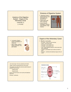 Anatomy digestive system