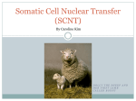 Somatic Cell Nuclear Transfer (SCNT) - bli-research-synbio