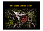 The Blood Brain Barrier