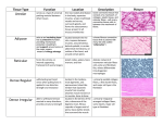 Connective-Muscle-Nervous Mix and Match