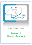 ANATOMY TEAM Lecture (5) Muscles of the back