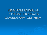 kingdom:animalia phylum:chordata class:graptolithina
