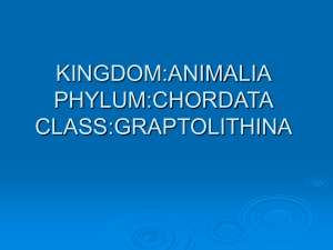 kingdom:animalia phylum:chordata class:graptolithina