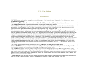 VII. The Veins