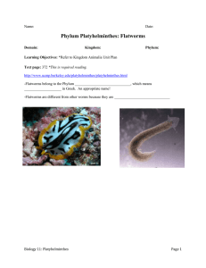 Phylum Platyhelminthes: Flatworms