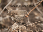 Process of Speciation - Emerald Meadow Stables