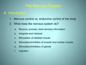 Chapter 7 The Nervous System