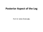 Posterior Aspect of the Leg