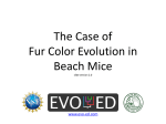 Mouse Fur Color Slides - Evo-Ed