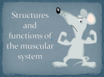 Structures and functions of the muscular system