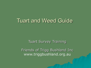 Tuart and weed Guide - Friends of Trigg Bushland