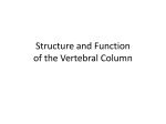 Structure and Function of the Vertebral Column