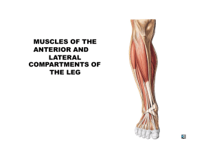 MUSCLES OF THE ANTERIOR AND LATERAL COMPARTMENTS