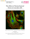 The effects of biomechanical forces on vascular cells