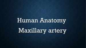 middle meningeal artery