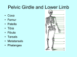 Pelvic Girdle and Lower Limb