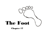 Foot/Ankle - ProvidencePanthersSportsMedicine