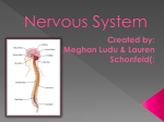 Nervous System