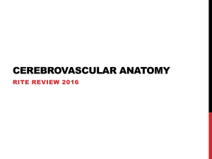 Cerebrovascular Anatomy 2016