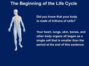 Prenatal Care and Life Cycle PP