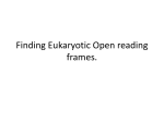 Finding Eukaryotic Open reading frames.