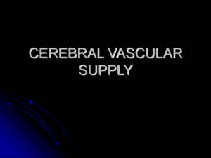 CEREBRAL VASCULAR SUPPLY