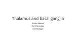 Thalamus and basal ganglia