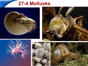 27-4 Mollusks - Hamilton Local Schools