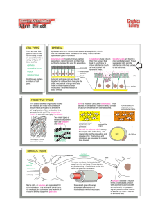 CELL TYPES EPITHELIA CONNECTIVE TISSUE NERVOUS TISSUE