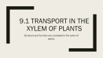 9.1 Transport in the xylem of plants