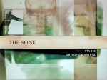 the spine