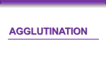 Agglutination