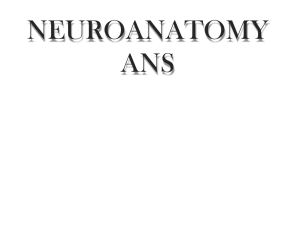 Neuroanatomy I